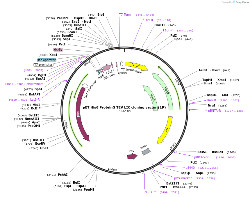 29660-plasmid-map-sequence-id-13775