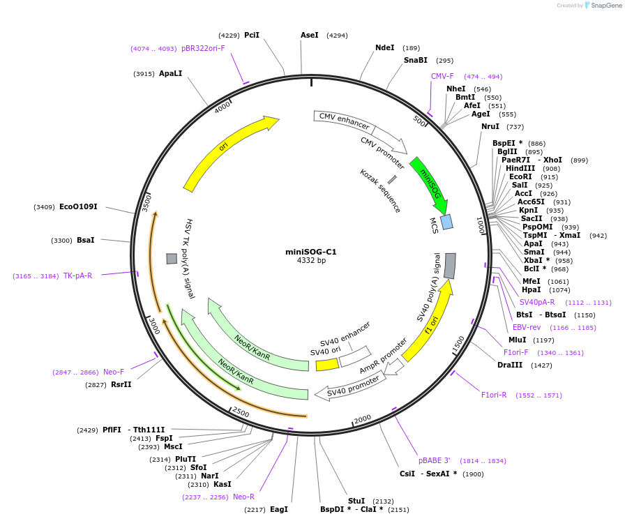 54821-plasmid-map-sequence-id-137752