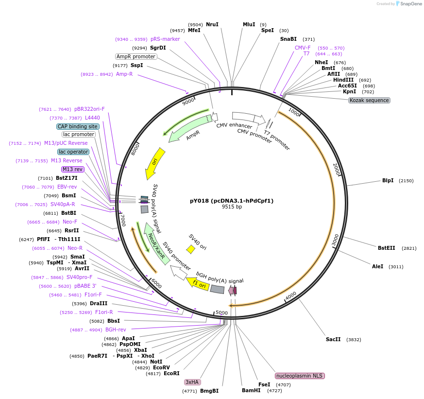 69990-plasmid-map-sequence-id-137753