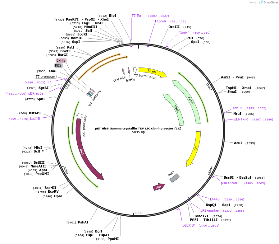 29661-plasmid-map-sequence-id-13776