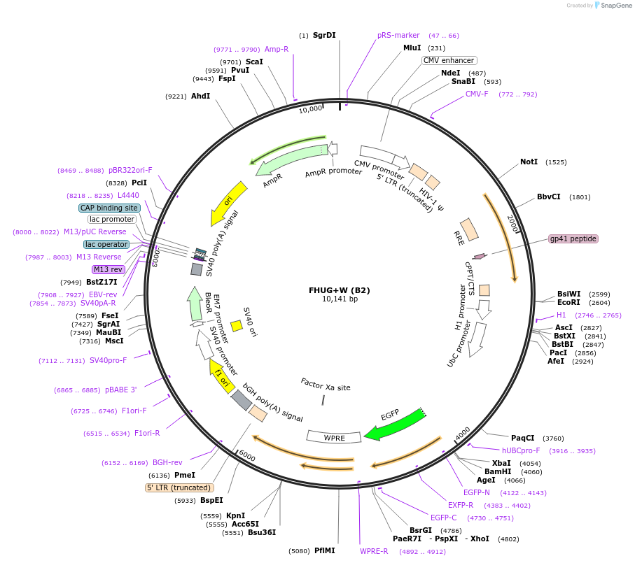 74011-plasmid-map-sequence-id-137763