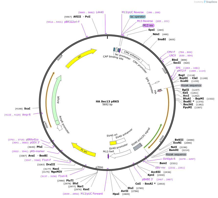 46332-plasmid-map-sequence-id-137768