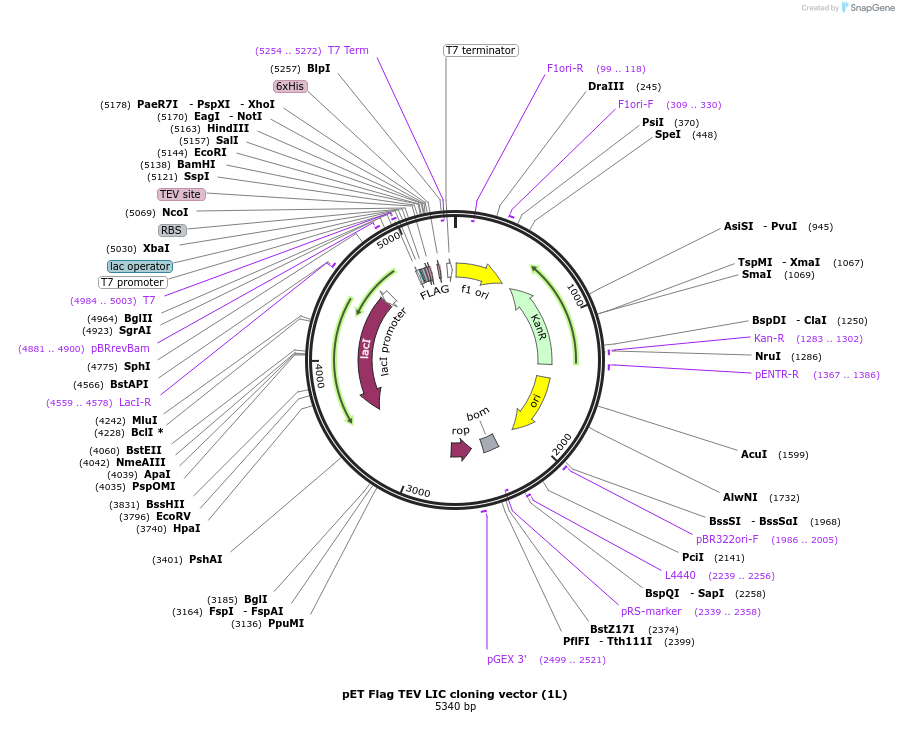 29662-plasmid-map-sequence-id-13777
