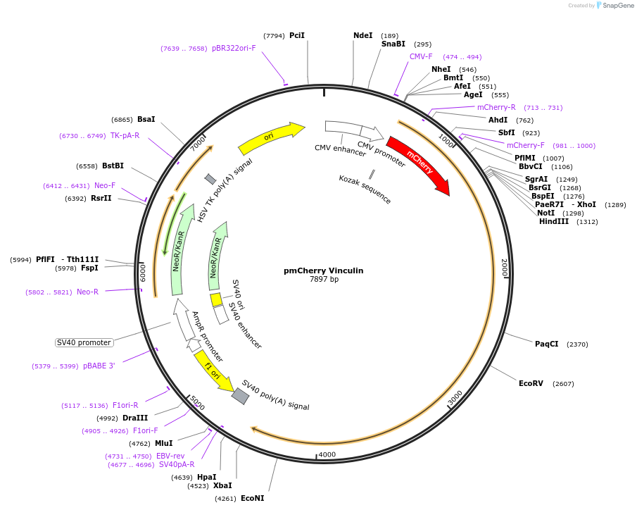 50527-plasmid-map-sequence-id-137772