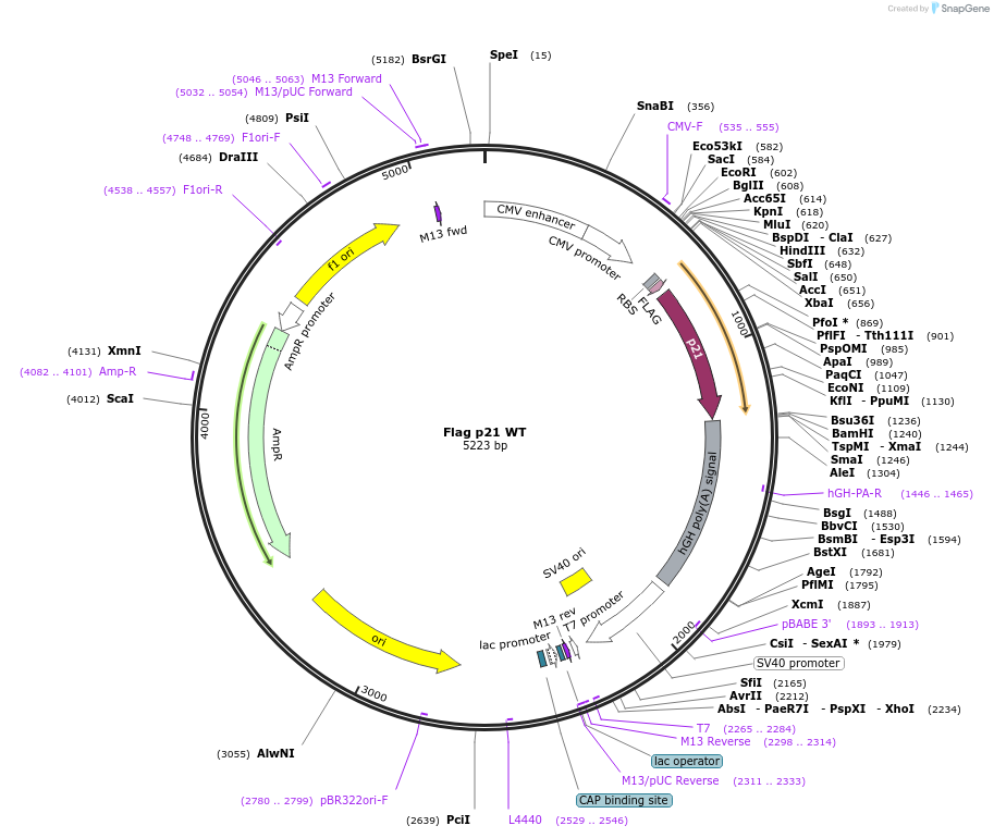 16240-plasmid-map-sequence-id-137773