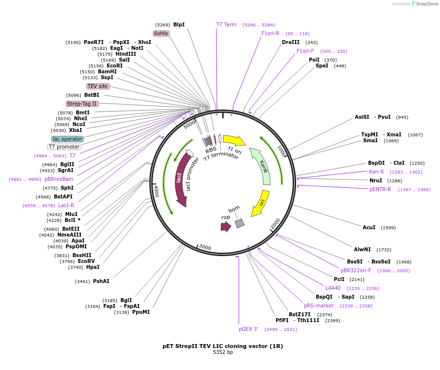 29664-plasmid-map-sequence-id-13779