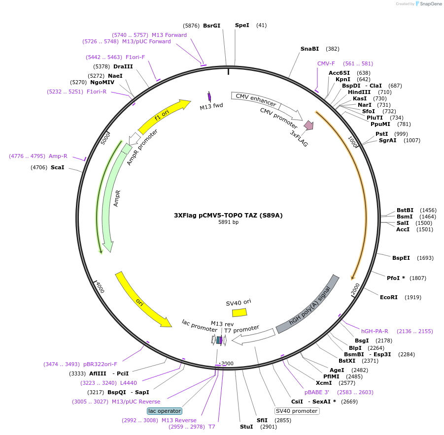 24815-plasmid-map-sequence-id-137799