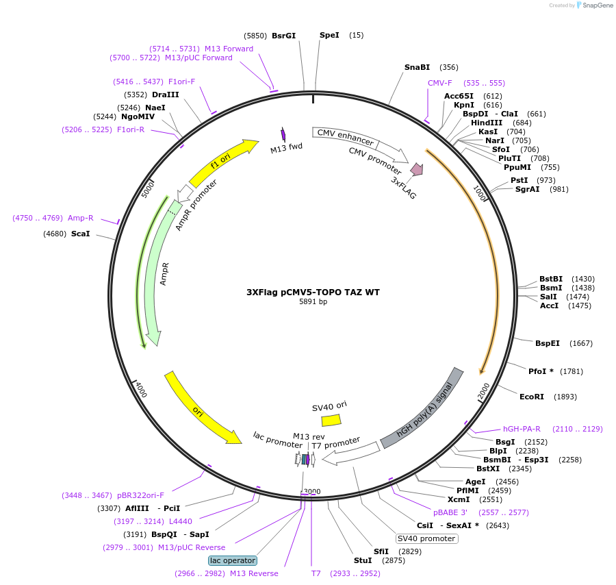 24809-plasmid-map-sequence-id-137800