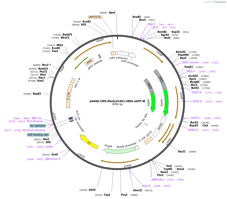 32520-plasmid-map-sequence-id-137801