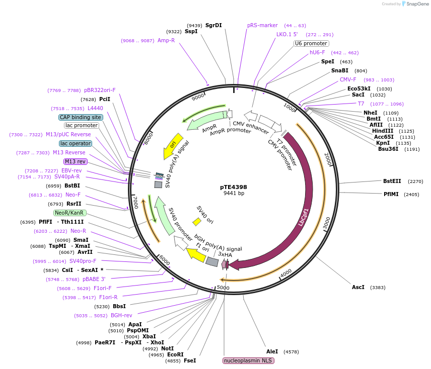 74042-plasmid-map-sequence-id-137813