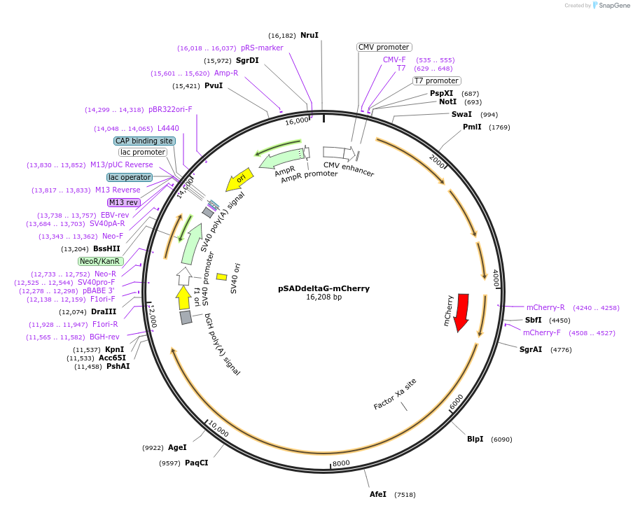 32636-plasmid-map-sequence-id-137827