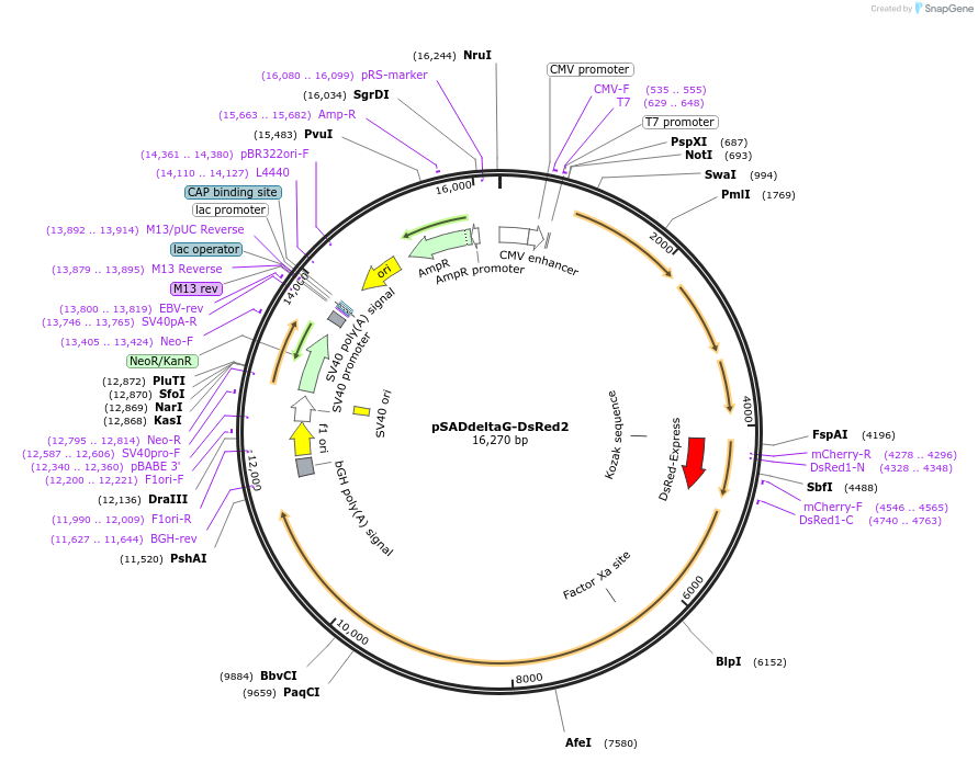 32638-plasmid-map-sequence-id-137831