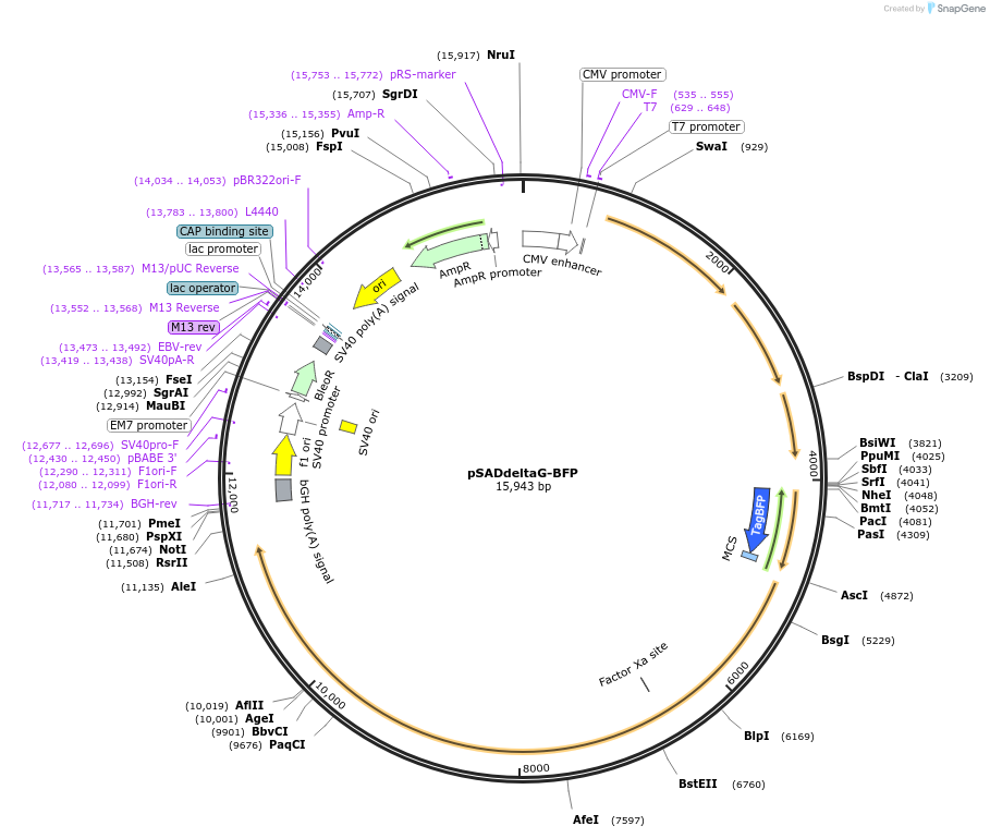 32639-plasmid-map-sequence-id-137832