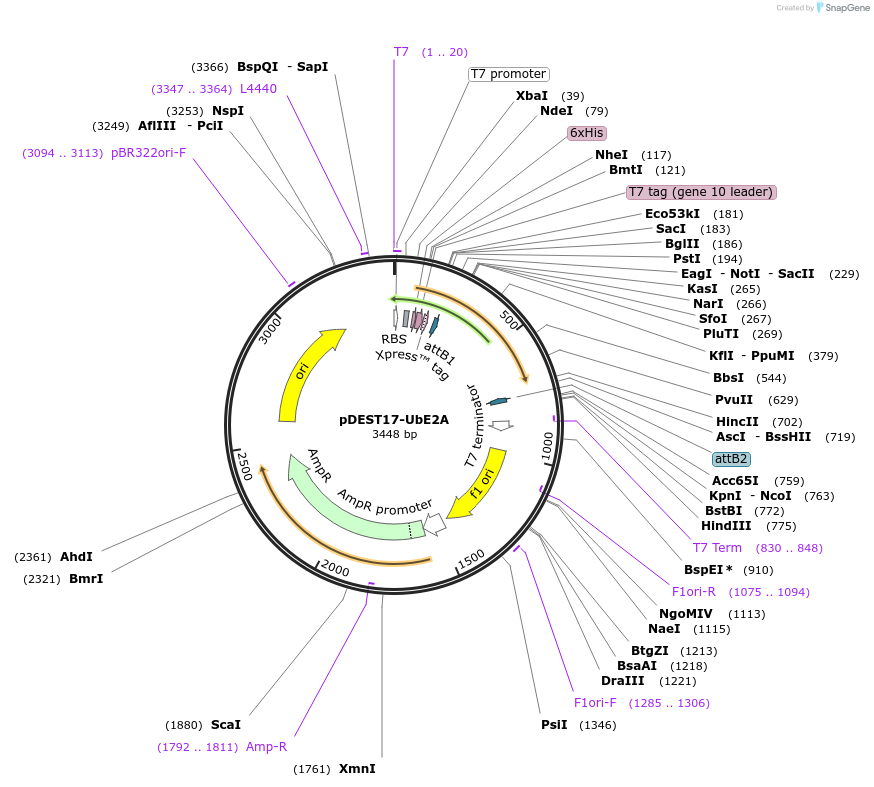 15780-plasmid-map-sequence-id-137834