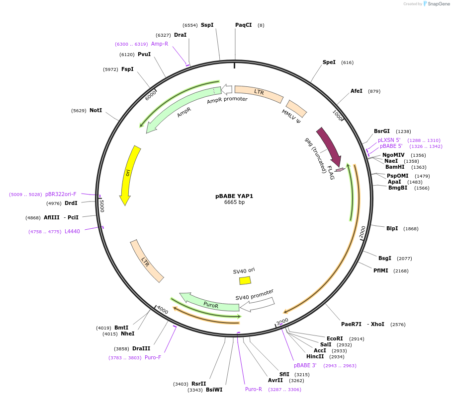 15682-plasmid-map-sequence-id-137836