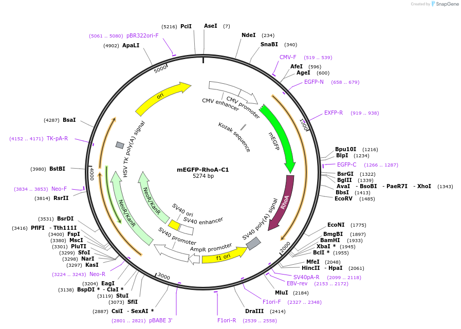 29674-plasmid-map-sequence-id-13784