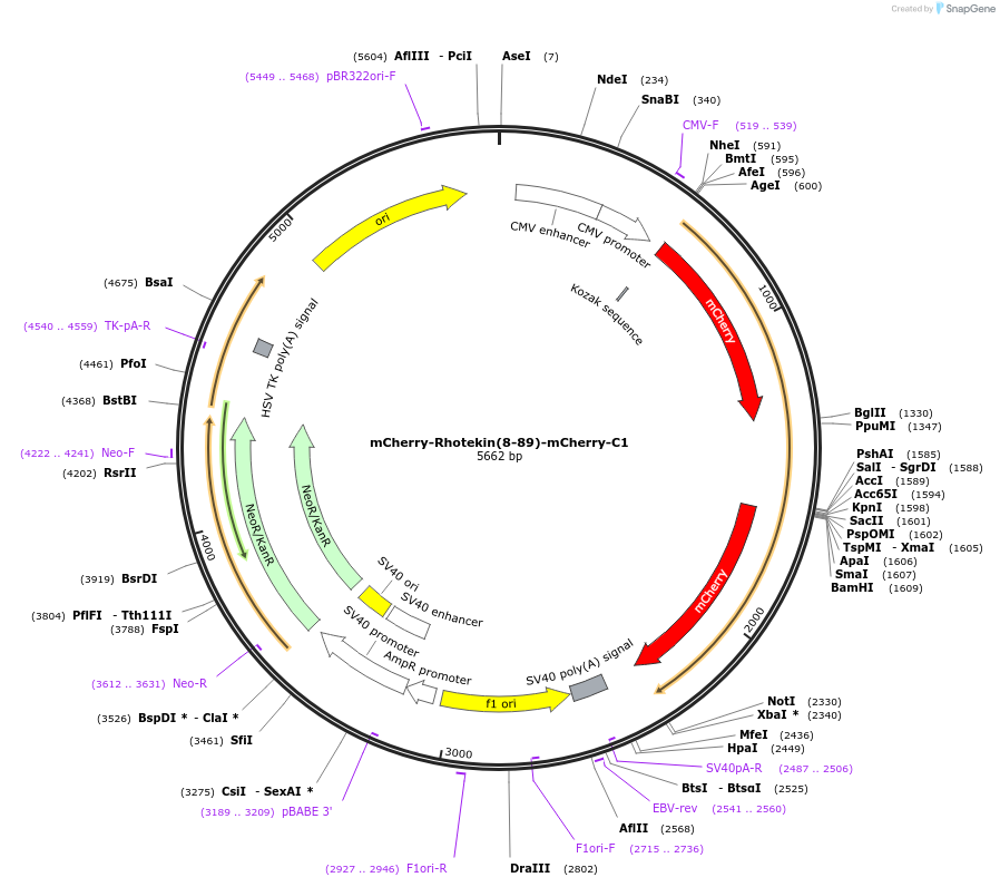 29675-plasmid-map-sequence-id-13785