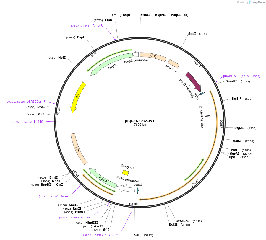 45699-plasmid-map-sequence-id-137882