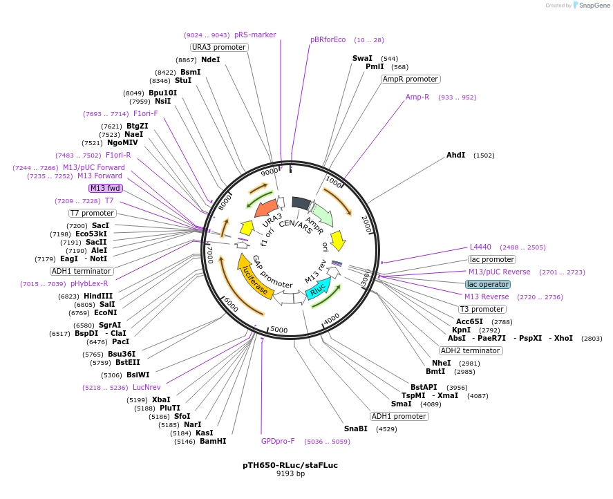 29696-plasmid-map-sequence-id-13792