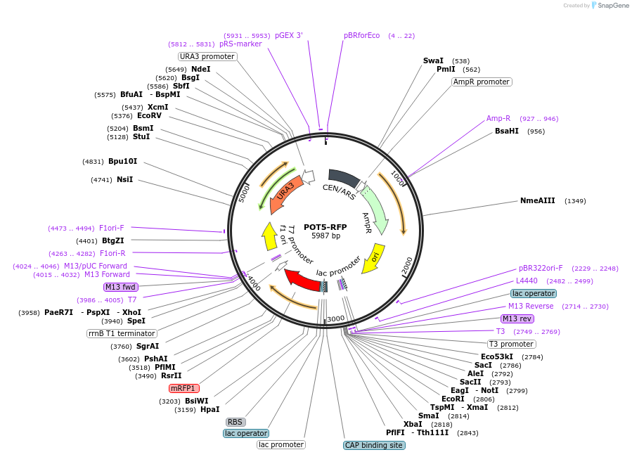65321-plasmid-map-sequence-id-137922