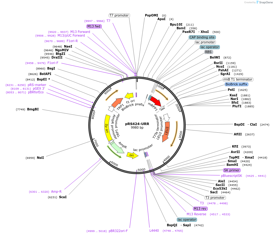 65330-plasmid-map-sequence-id-137930