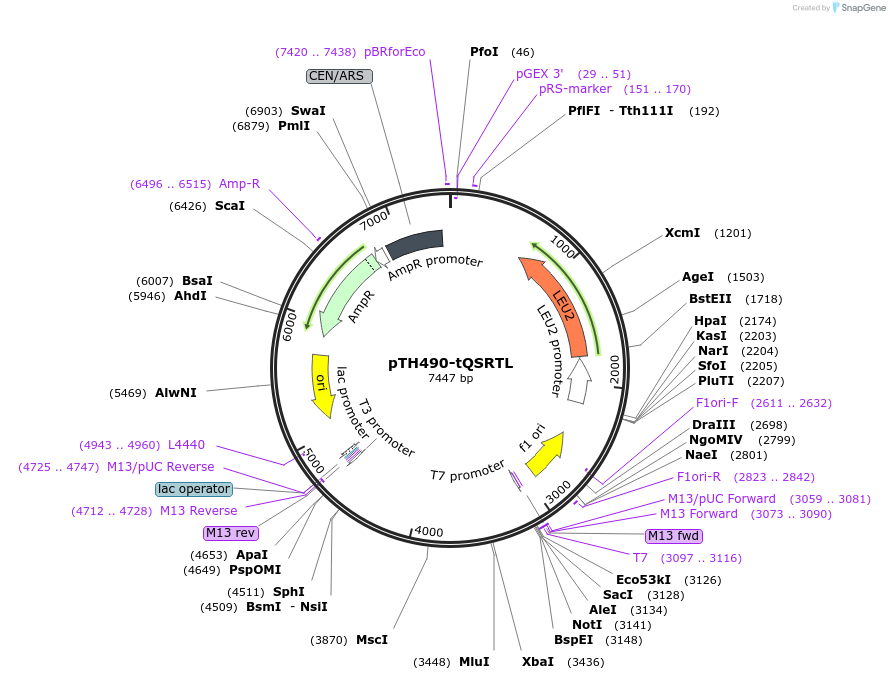 29699-plasmid-map-sequence-id-13795