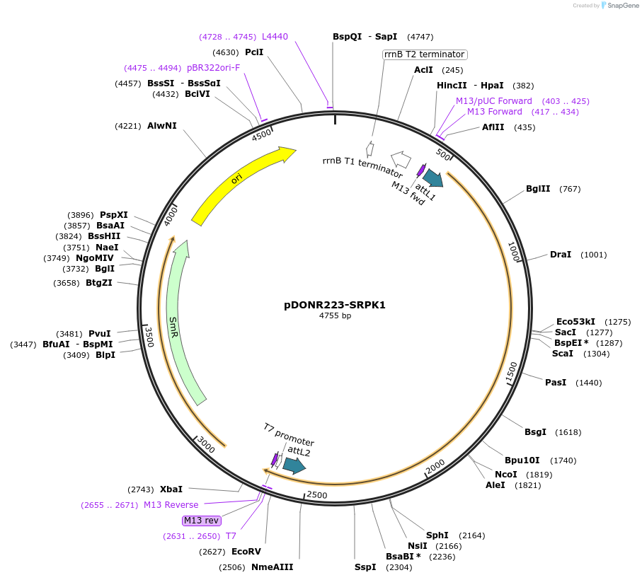 23582-plasmid-map-sequence-id-137965