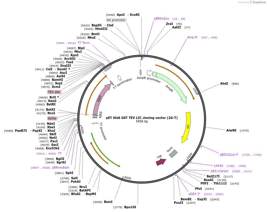 29707-plasmid-map-sequence-id-13797