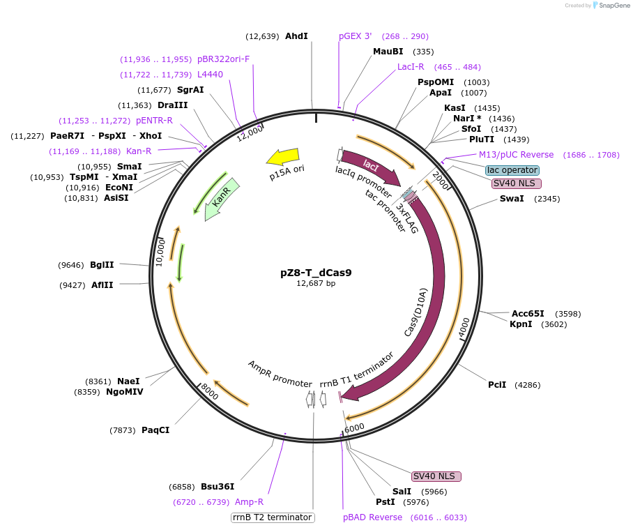 74062-plasmid-map-sequence-id-137972