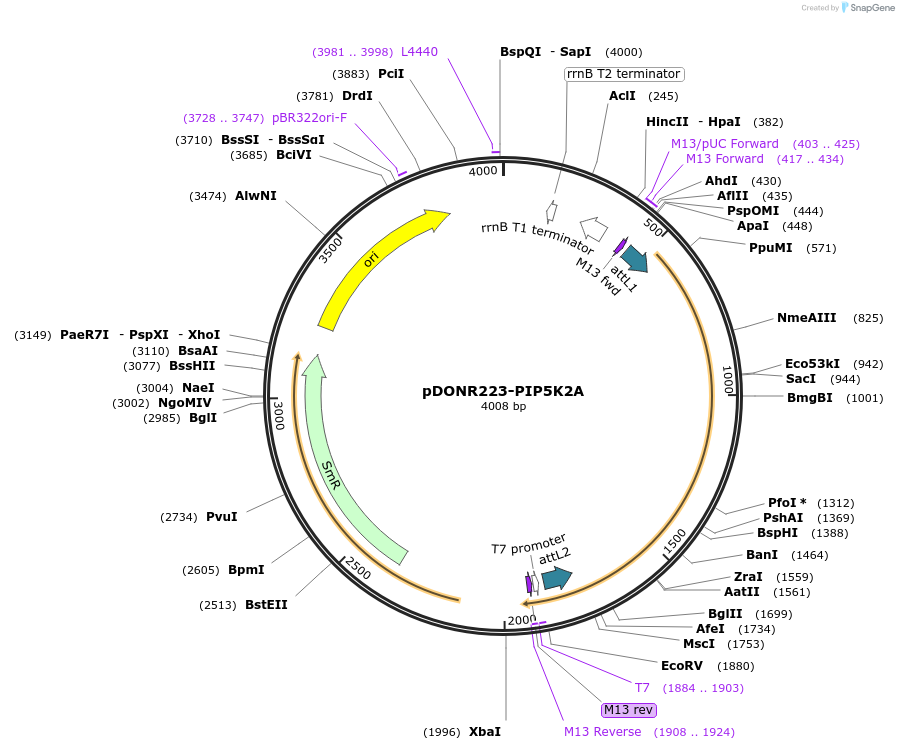 23744-plasmid-map-sequence-id-137987