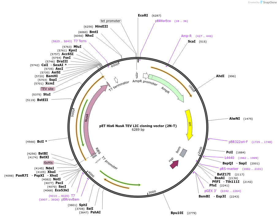 29709-plasmid-map-sequence-id-13799