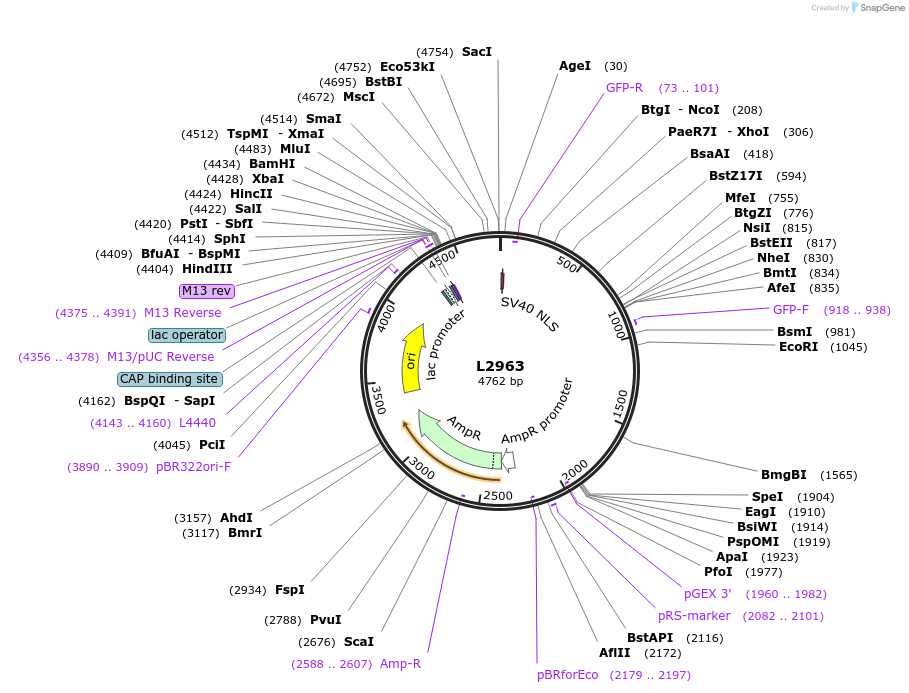1528-plasmid-map-sequence-id-138