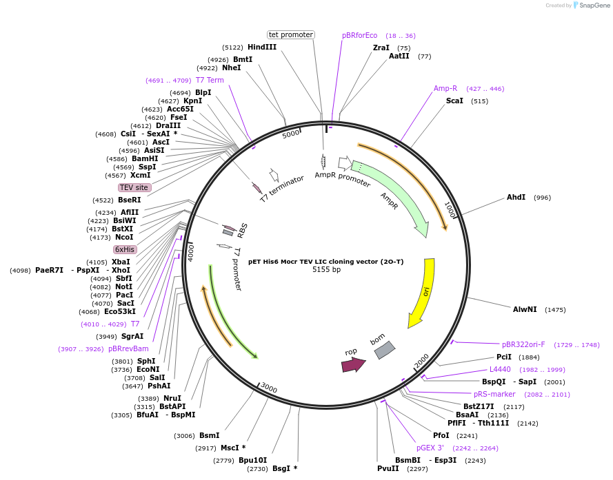 29710-plasmid-map-sequence-id-13800