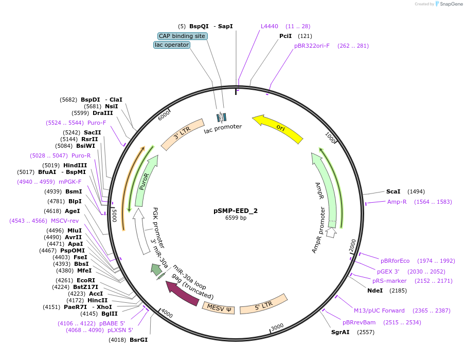 36386-plasmid-map-sequence-id-138003