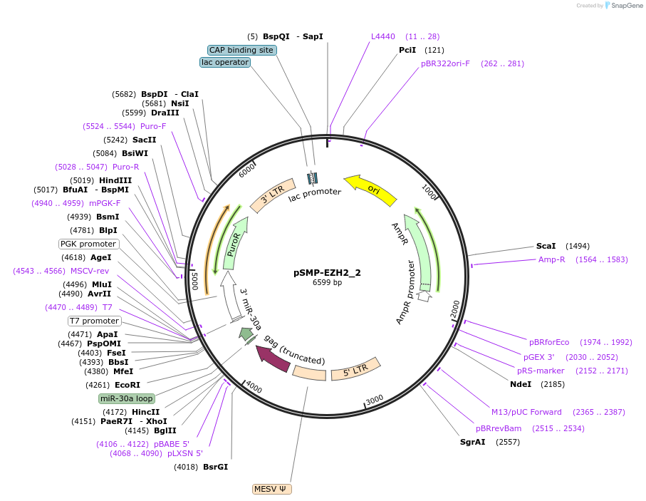 36388-plasmid-map-sequence-id-138010