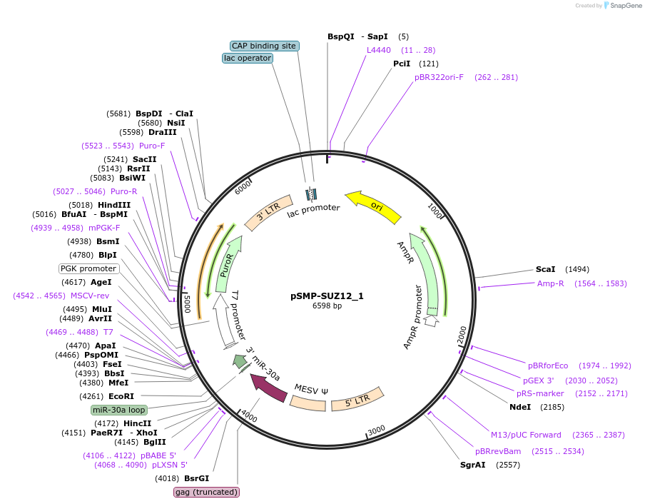 36390-plasmid-map-sequence-id-138013