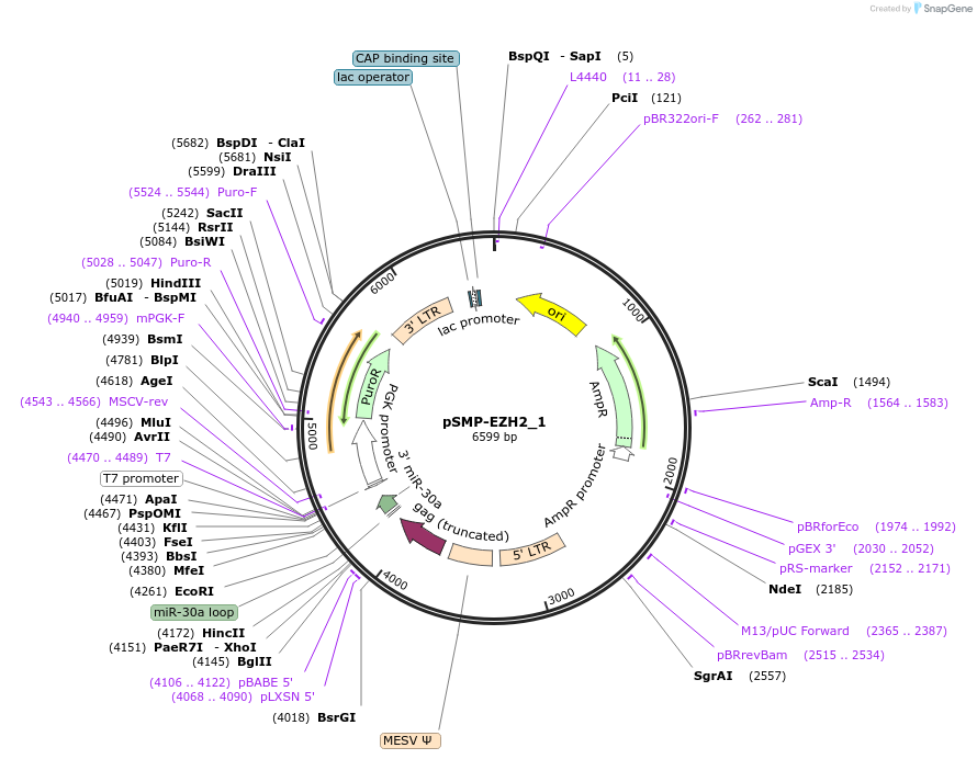 36387-plasmid-map-sequence-id-138016