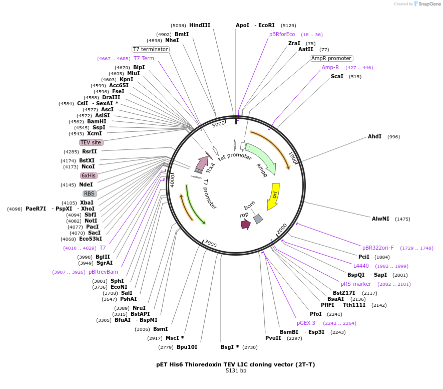 29712-plasmid-map-sequence-id-13802