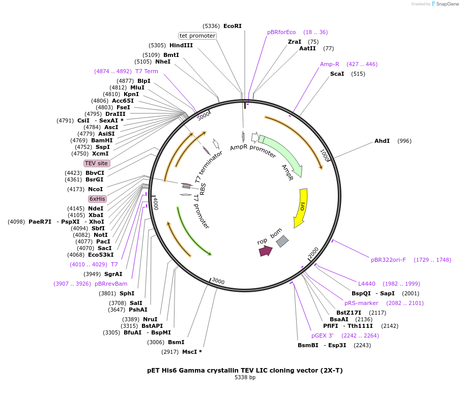 29714-plasmid-map-sequence-id-13804