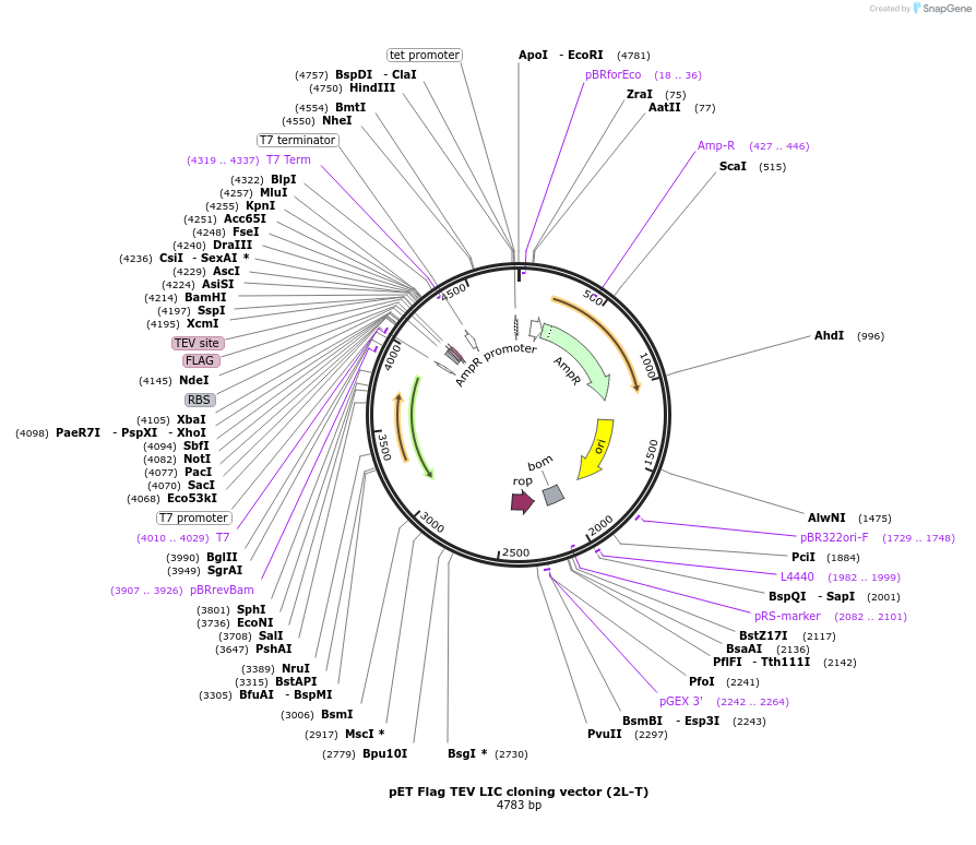 29715-plasmid-map-sequence-id-13805