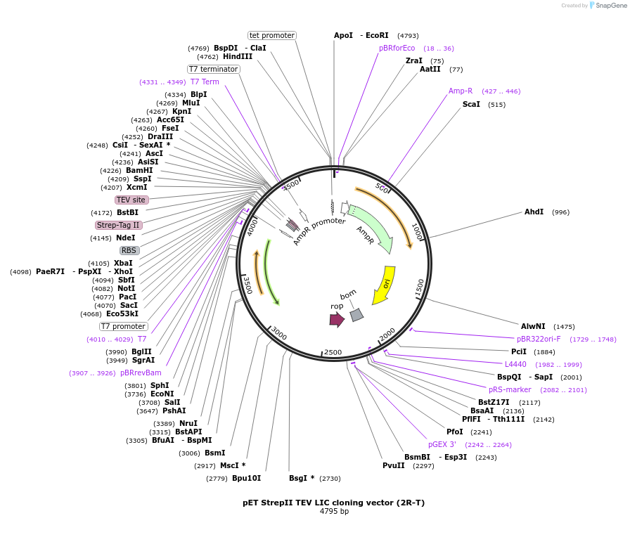 29717-plasmid-map-sequence-id-13807