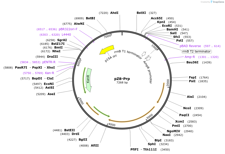 74065-plasmid-map-sequence-id-138071