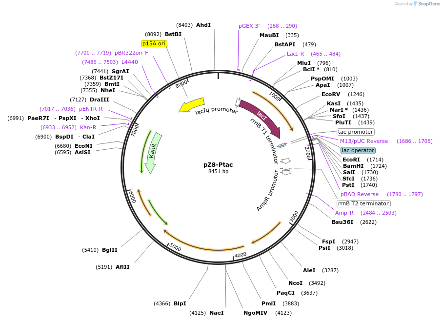 74064-plasmid-map-sequence-id-138074