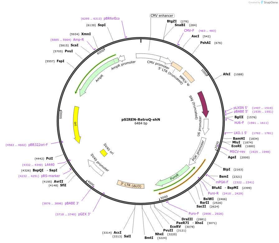 73665-plasmid-map-sequence-id-138079
