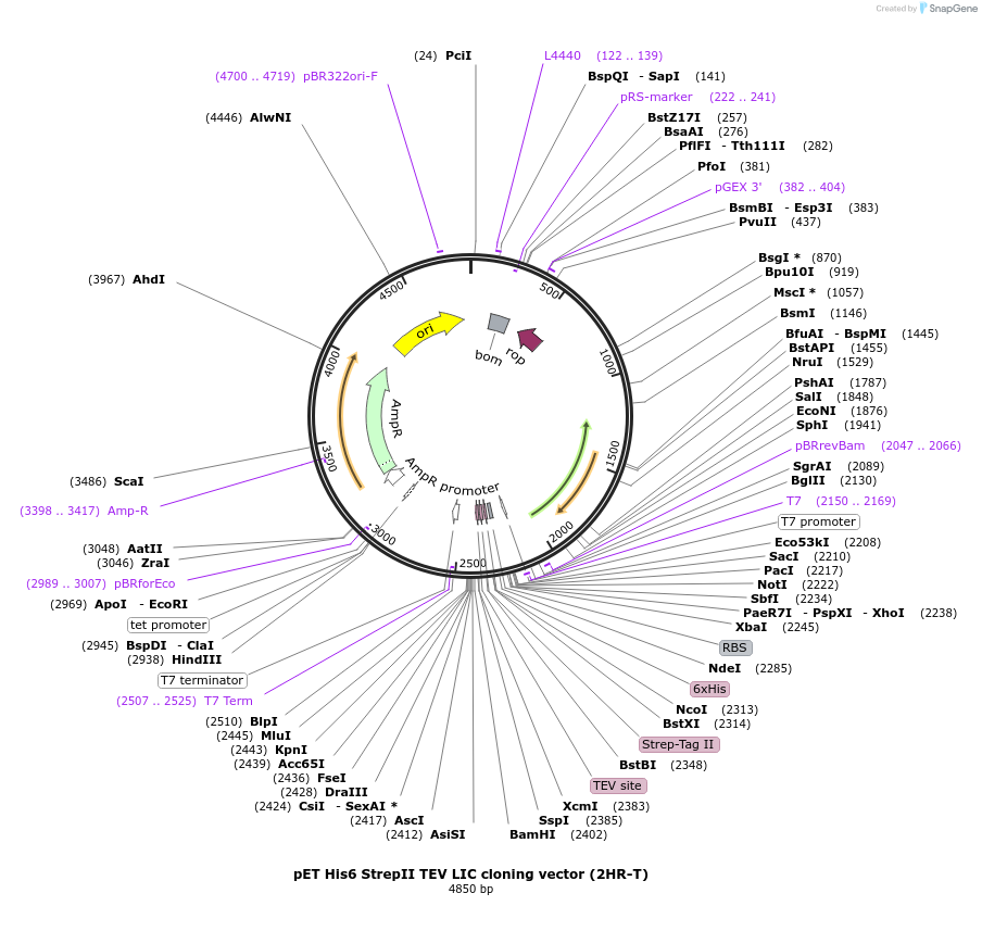 29718-plasmid-map-sequence-id-13808