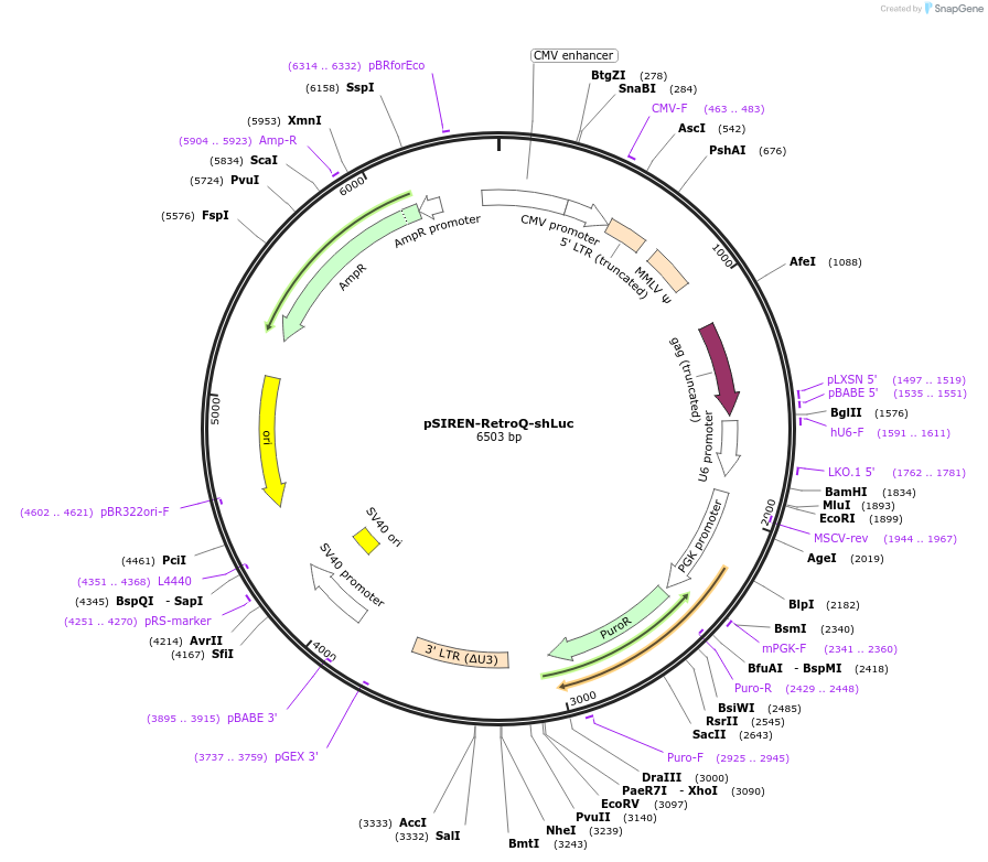 73666-plasmid-map-sequence-id-138085