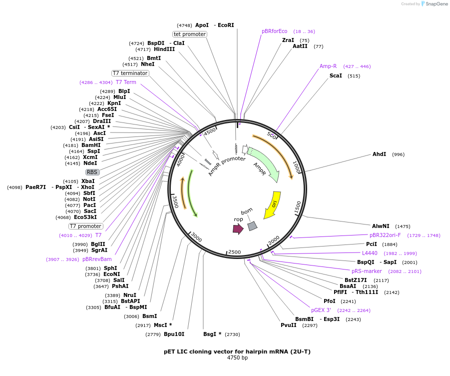 29719-plasmid-map-sequence-id-13809