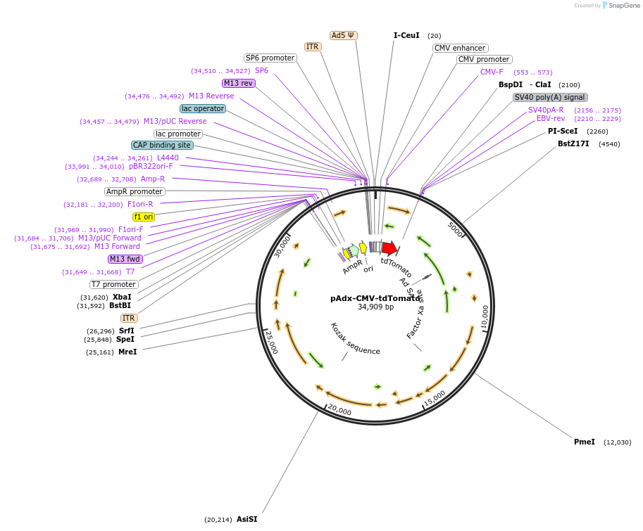 73347-plasmid-map-sequence-id-138092
