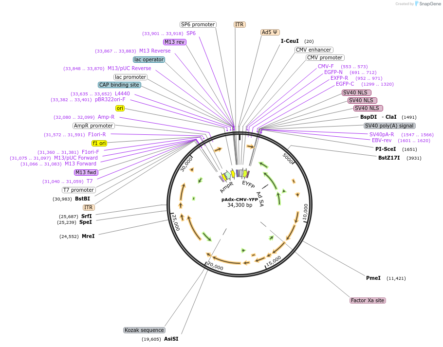73348-plasmid-map-sequence-id-138095