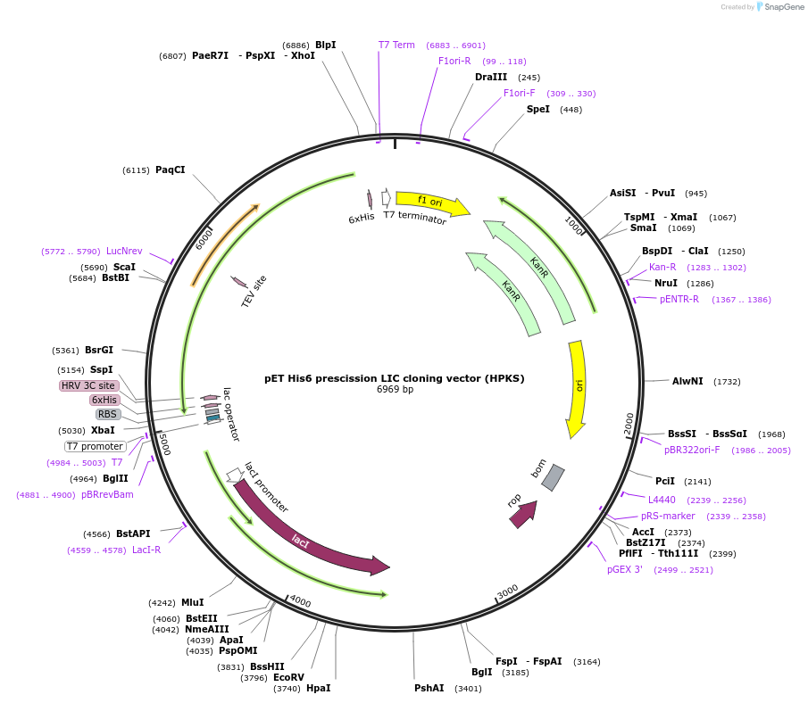 29720-plasmid-map-sequence-id-13810